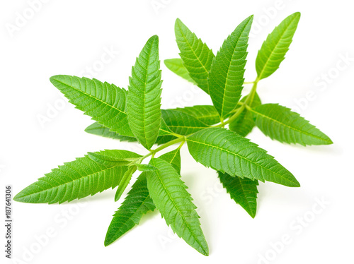 fresh lemon verbena isolated on white