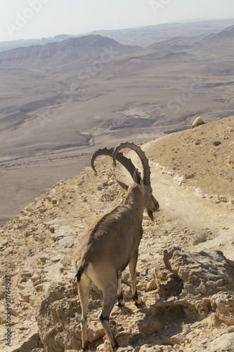 a mountain goat with curved large horns stands among the rocks on a high plateau in the Judean mountains against the background of  desert far below