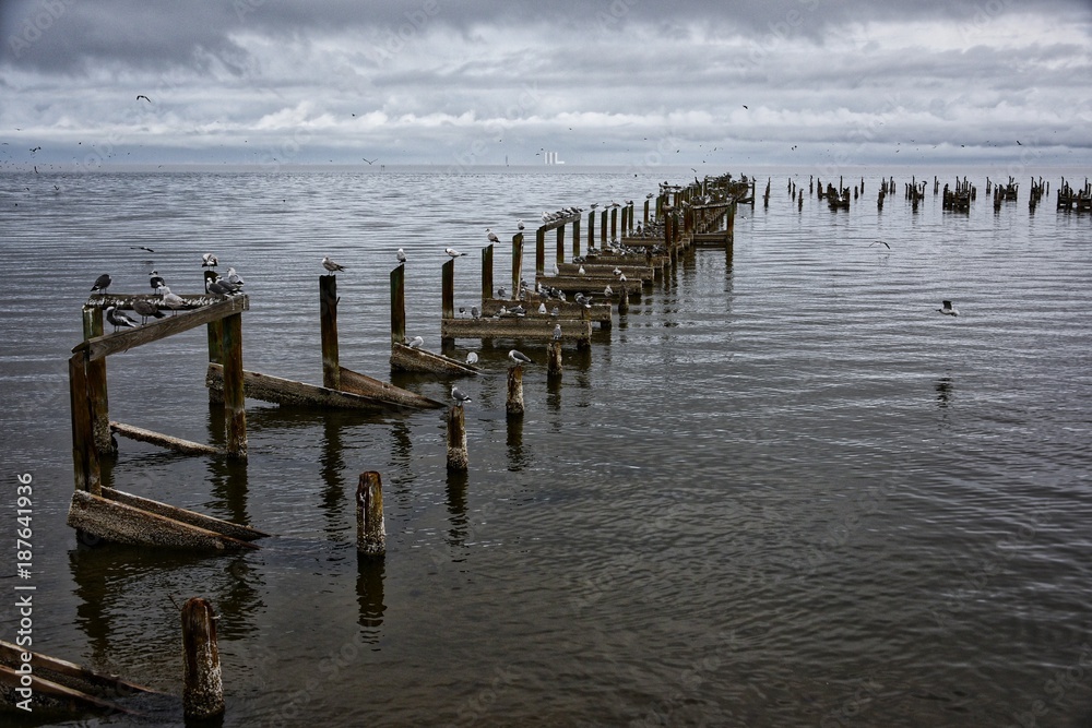 Fototapeta premium Gull Parking