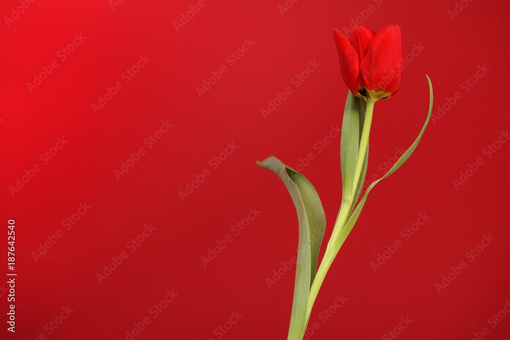 Blooming Botanic Tulip red flower