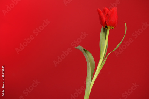 Blooming Botanic Tulip red flower