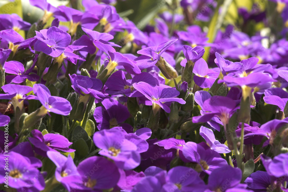 Blaukissen Blüten, Aubrieta Blaukissen Blüten, Aubrieta