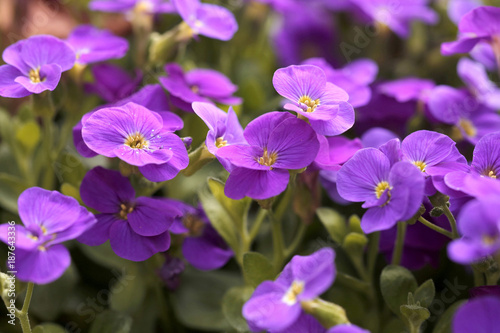 Blüten des Blaukissen, Aubrieta, Aubrietien photo