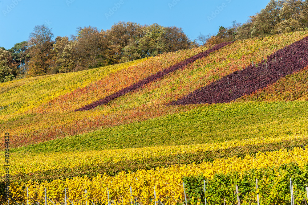 Weinberge im Herbst bei Brackenheim