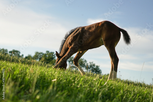 Foto little foal is looking for something to eat, baby horse having a good time, luck