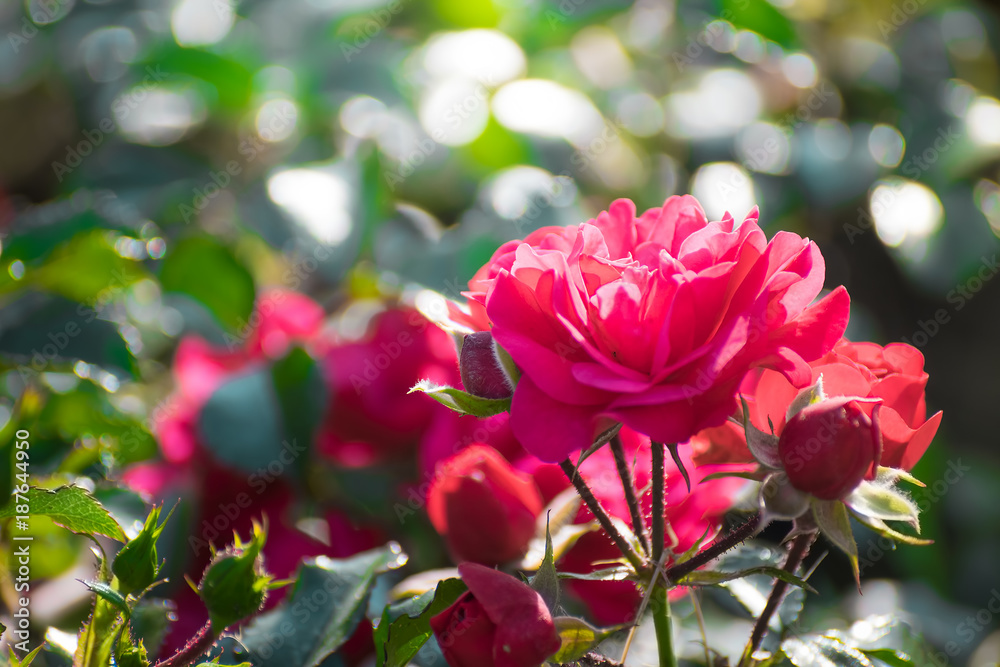 Fototapeta premium Rose flower on a green blurred background.