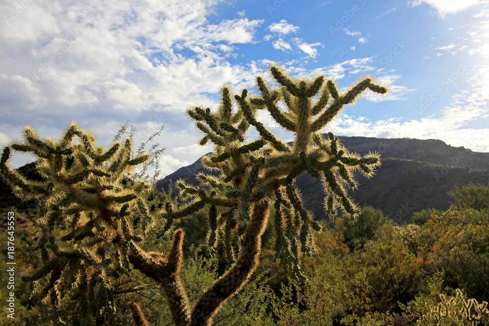 Fototapeta premium Chain Fruit Cholla cactus in Organ Pipe Cactus National Monument, Ajo, Arizona USA