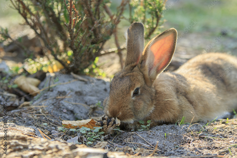 Wild brown rabbit lies on the ground and sniffs the cone close-up Wild brown rabbit lies on the ground and sniffs the cone close-up