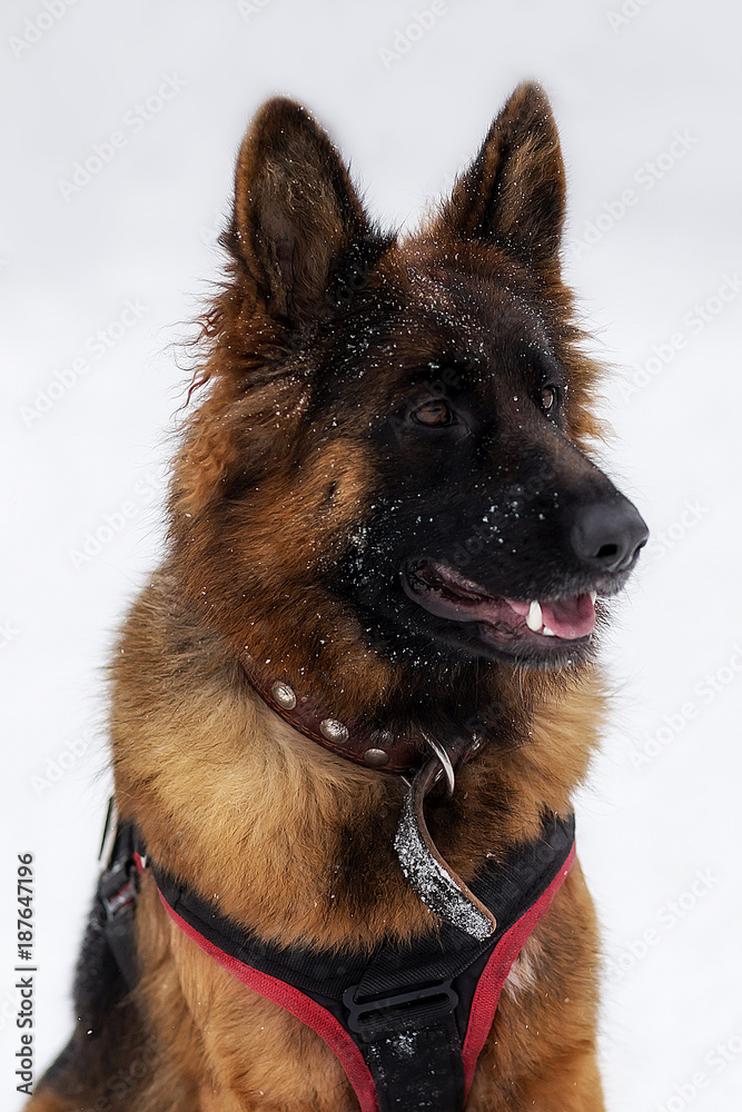 German shepherd, closeup of winter German shepherd, closeup of winter