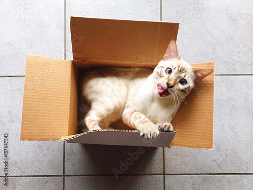 gatto nella scatola si lecca i baffi photo