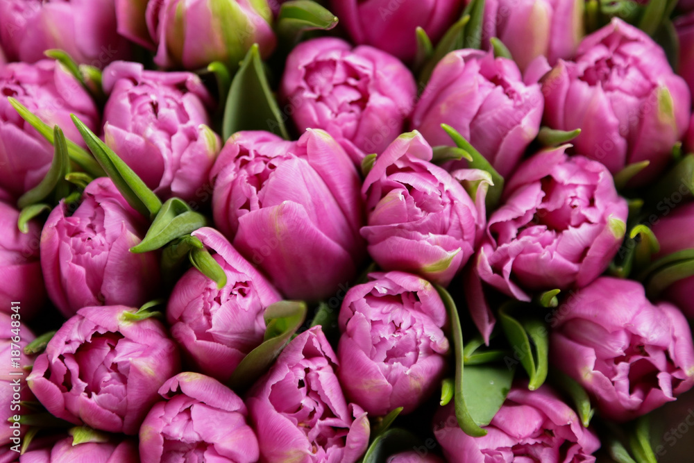 Fototapeta Flowers, purple tulips, background,Postcard, Valentine's Day, Women's Day