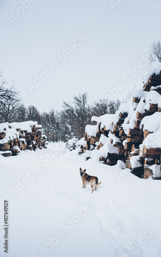 Fototapeta Naklejka Na Ścianę i Meble -  Dog playing in the snow