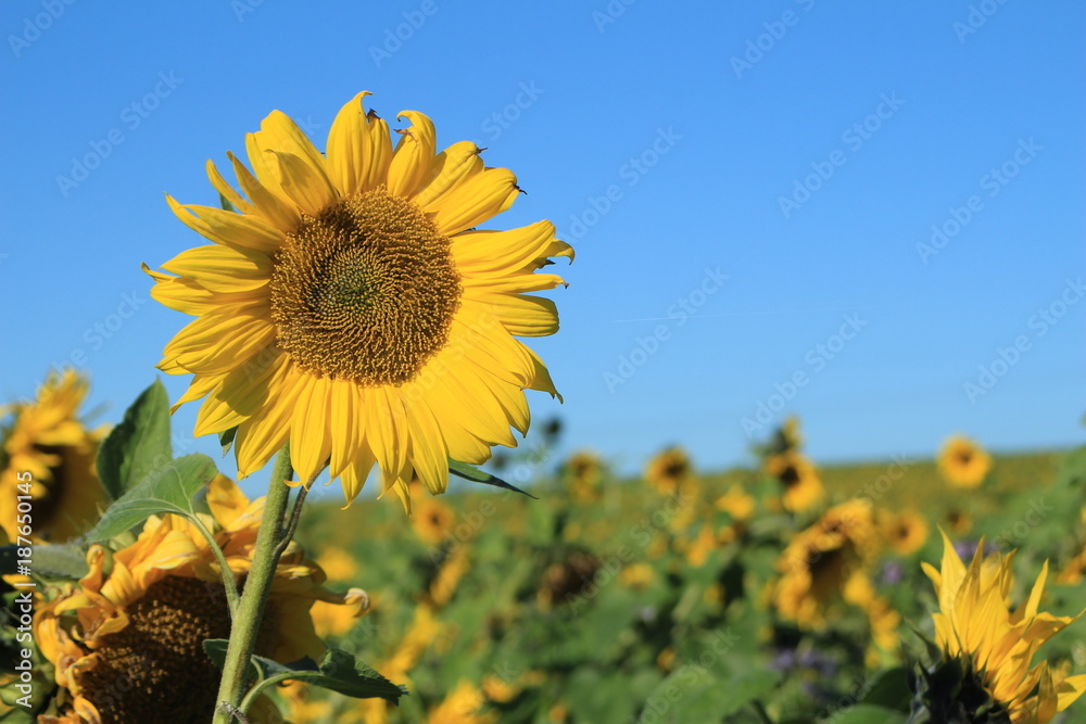 Sonnenblume im Feld mit blauem Himmel Sonnenblume im Feld mit blauem Himmel