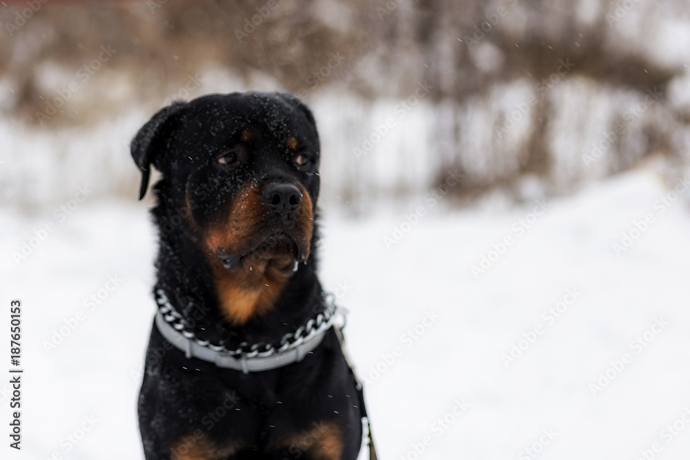 Fototapeta premium Rottweiler on a walk in winter