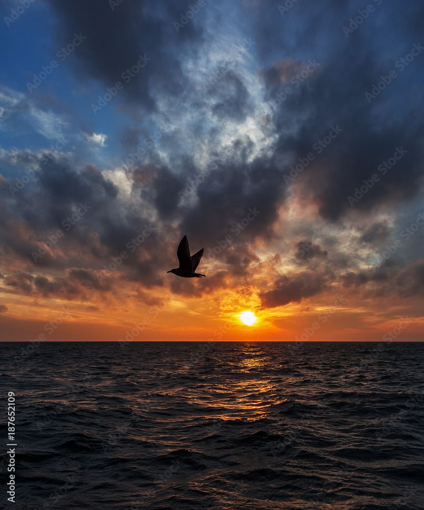 Sunset over sea. Seagulls over the sea at sunset.