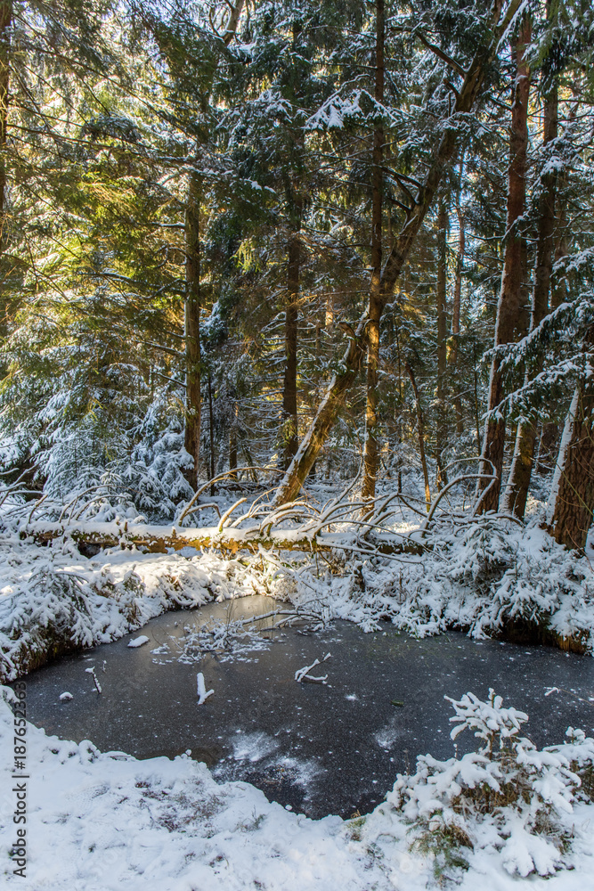 Bannwald im Winter mit gefrorenem Tümpel