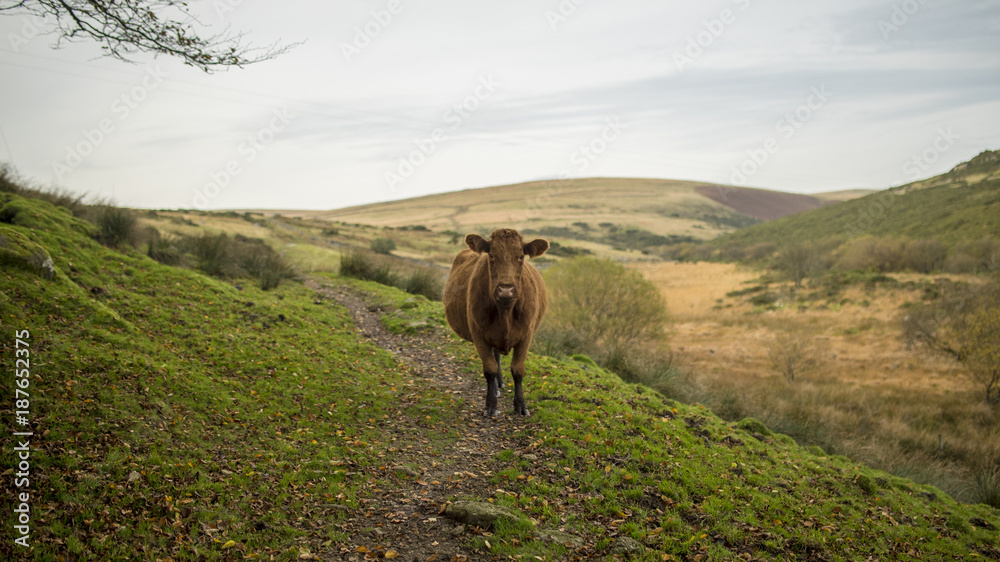 Brown cow on single track near fields Brown cow on single track near fields