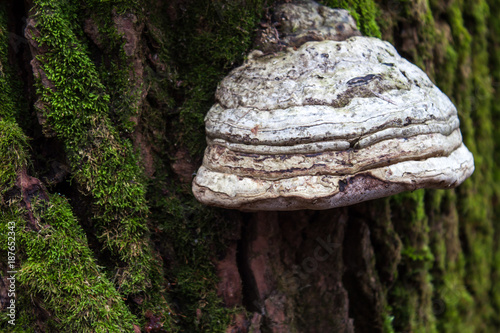 Large mushroom growing on the side of a tree