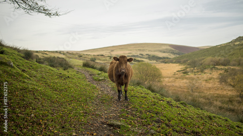 Brown cow on single track near fields