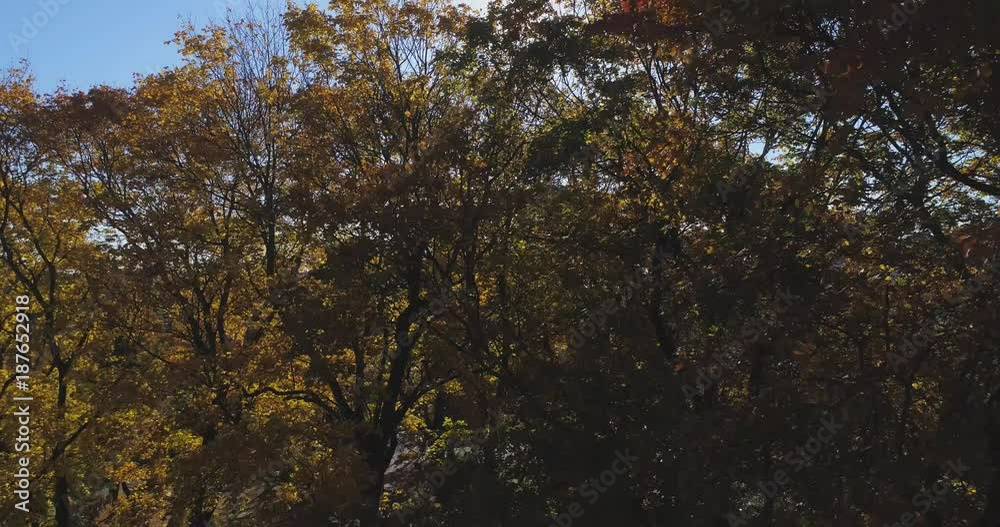 Riga Town city Autumn yellow tree Drone flight Riga Town city Autumn yellow tree Drone flight