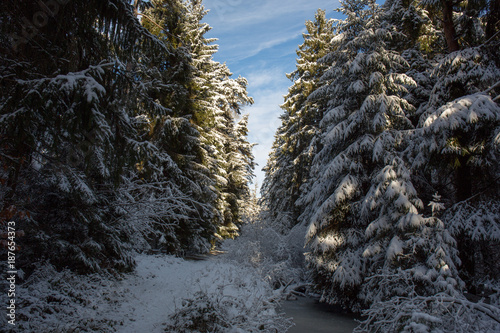 Einsamer Weg im Winterwald