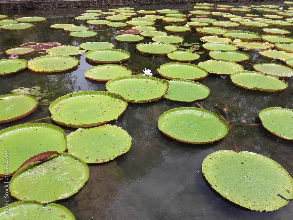 Seerosen im Park, Pampelmousse, Mauritius