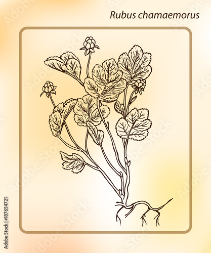 Cloudberry or Rubus chamaemorus. Hand drawn Sketch Vector Illustration. Drawing Ink