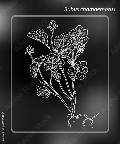 Cloudberry or Rubus chamaemorus. Drawing Hand drawn Sketch Vector Illustration on chalk-board
