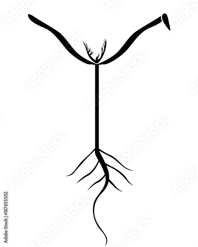 Silhouette of carrots sprout