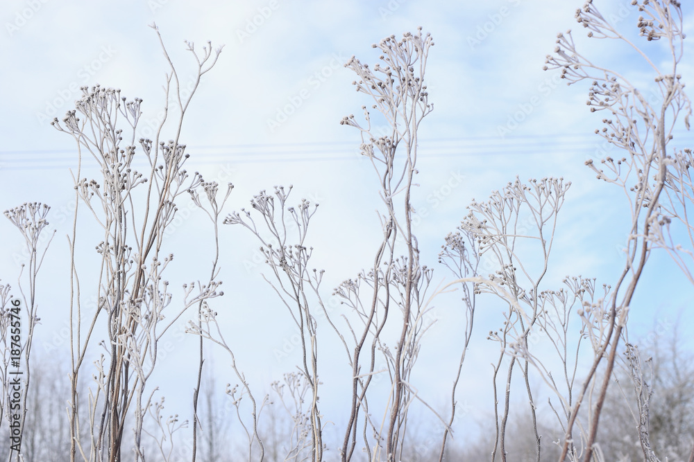 Obraz premium Hoarfrost on dry high grass. Frost covered grass or wild flowers. Winter background.
