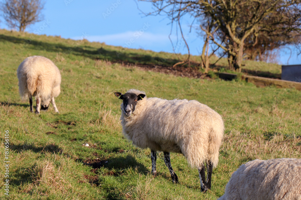 Fototapeta premium Sheep in a Field