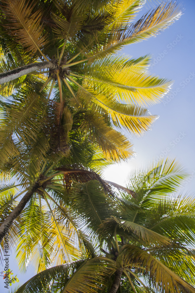 Fototapeta premium Palm tree and sky in Martinique