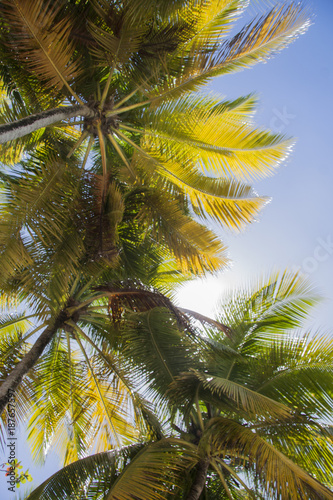 Palm tree and sky in Martinique