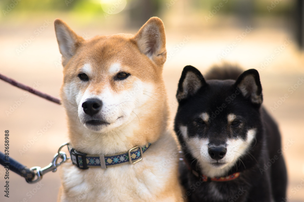 Fototapeta premium 柴犬 shibainu