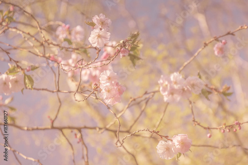 Rosa Blüten am Baum, Landschaft im Frühling, Hintergrund © Gisela