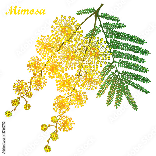 Vector branch of outline Mimosa or Acacia dealbata or silver wattle yellow flower, bud and green leaves isolated on white background. Blossoming bunch of Mimosa in contour style for spring design.