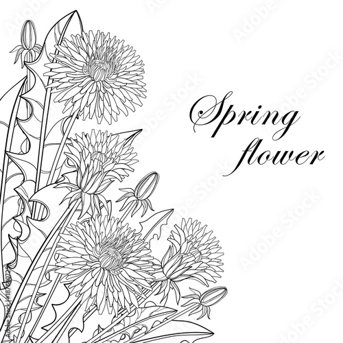 Fototapeta Naklejka Na Ścianę i Meble -  Vector corner bouquet with outline Dandelion flower, bud and leaves in black isolated on white background. Ornate floral for spring design, coloring book and herbal illustration in contour style.