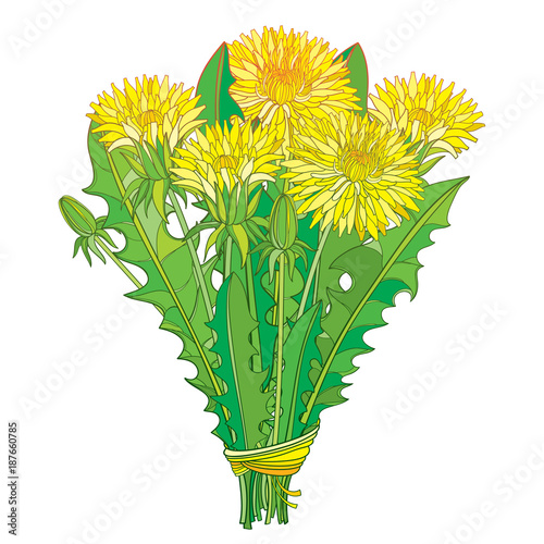 Fototapeta Naklejka Na Ścianę i Meble -  Vector bouquet with outline yellow Dandelion flower, bud and green leaves isolated on white background. Ornate floral elements for spring design and herbal medicine illustration in contour style.