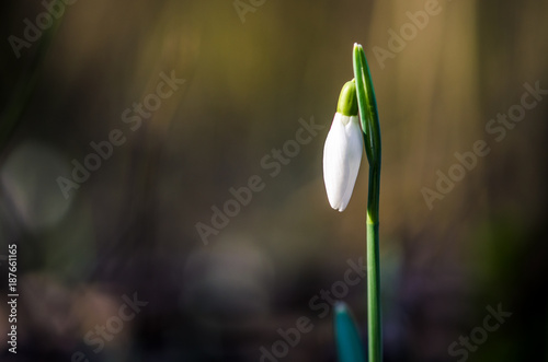 Fototapeta Naklejka Na Ścianę i Meble -  snowdrop bud