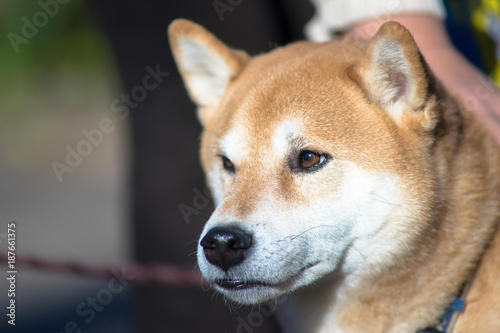 柴犬 shibainu