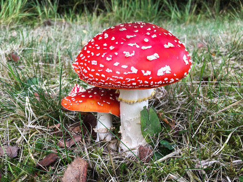 Forest mushrooms in the grass. Gathering mushrooms. Mushroom photo, forest photo, forest mushroom, forest mushroom photo © tsirika