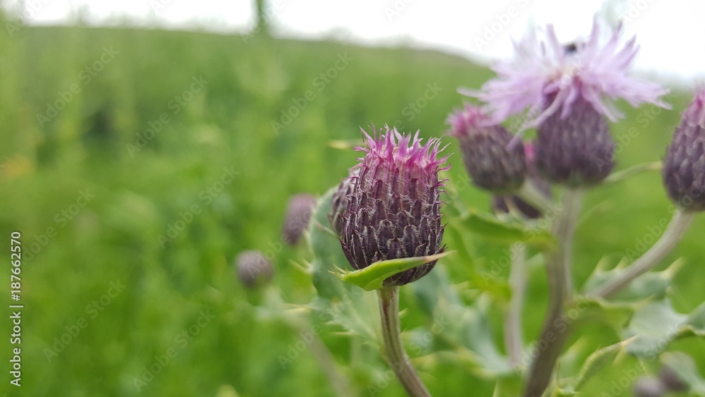 Purple thistle in UK coastal meadow Purple thistle in UK coastal meadow