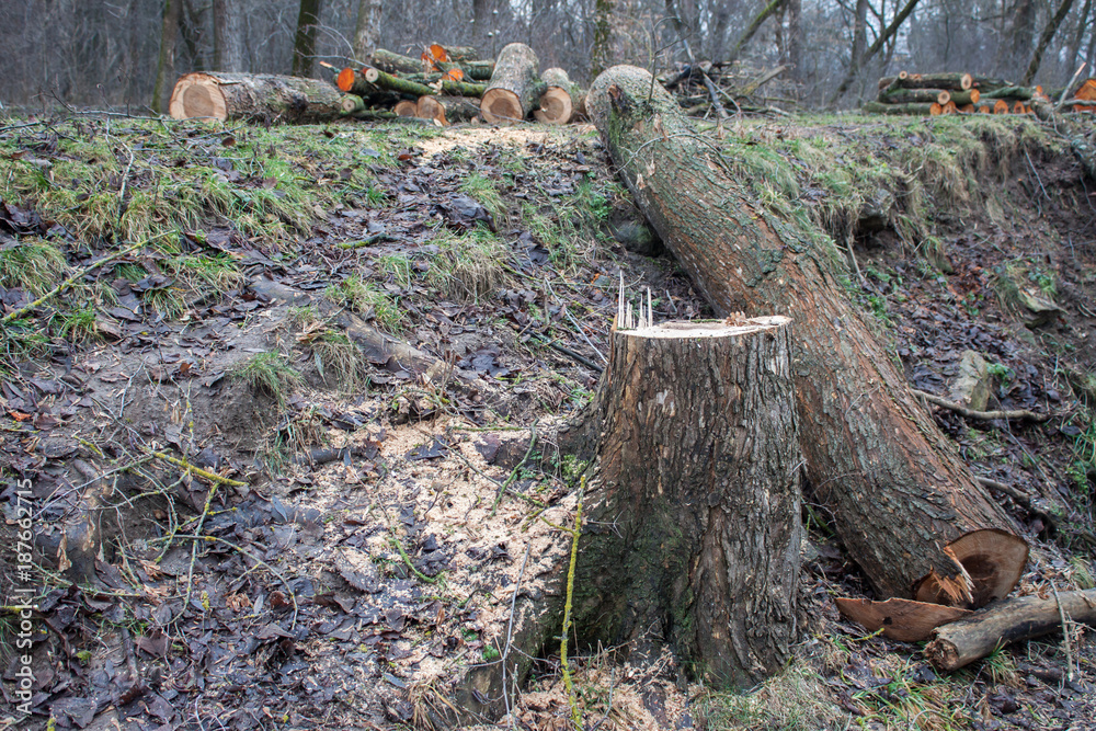Fototapeta premium Cut tree near the river
