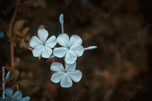 Bilde på lerret flores de plumbago auriculata