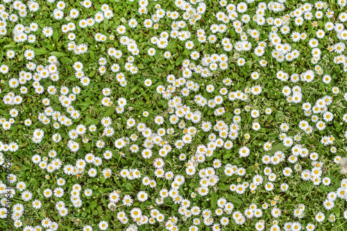 Fototapeta Naklejka Na Ścianę i Meble -  background of daisy flowers