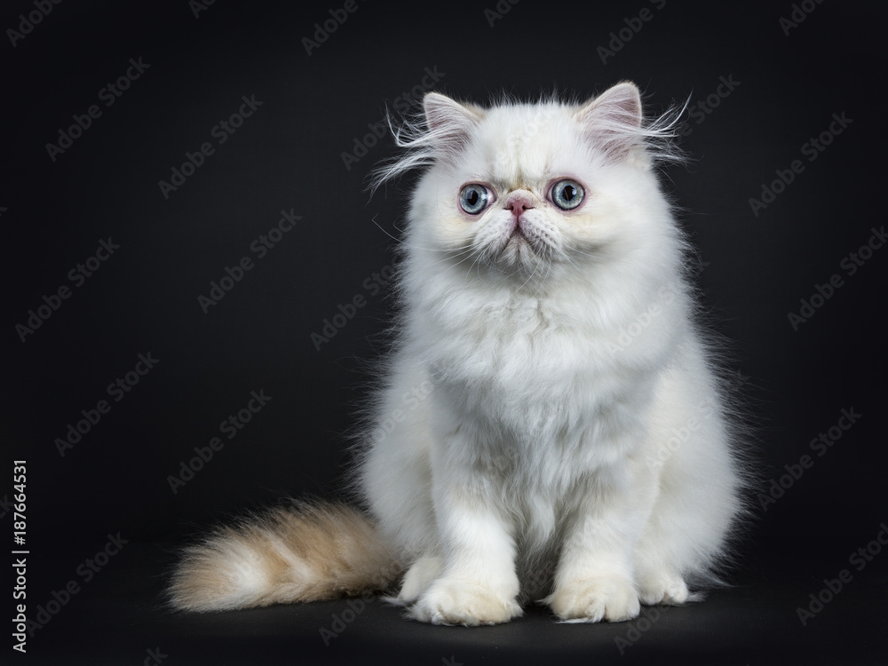 Persian cat / kitten front forward isolated on black background left from the camera 