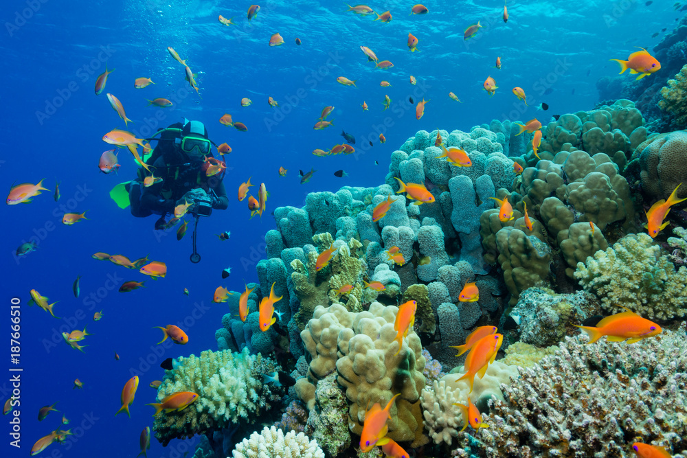 Obraz premium Taucherin am bunten Korallenriff