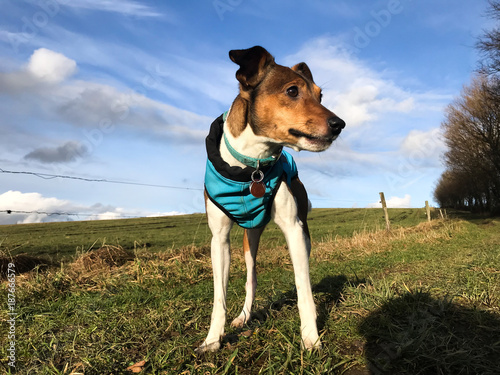 Jack Russell Terrier / Parson Russell poses in front of blue sky with winter protect jacket
