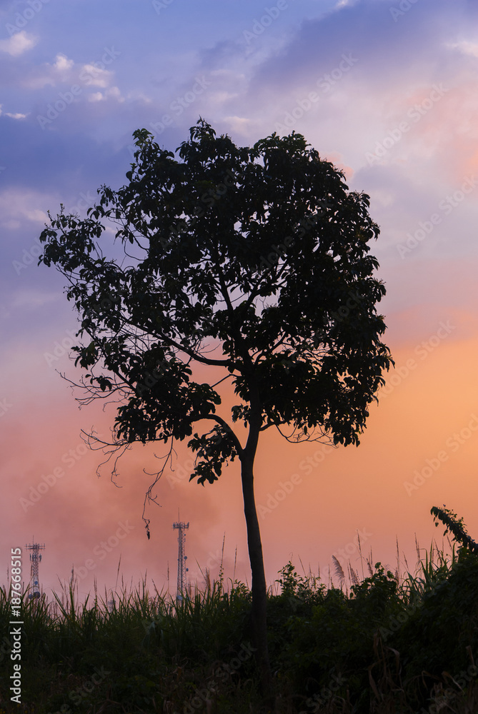 Sun rises behind guatemala tree in Guatemala. Sun rises behind guatemala tree in Guatemala.