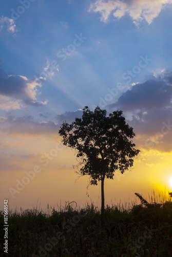 Sun rises behind guatemala tree in Guatemala.